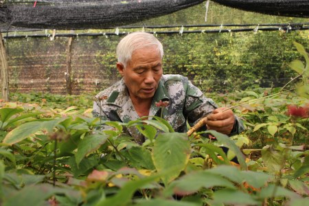 用一生种好一"参"山东威海文登退役军人王文水在种植基地查看西洋参苗