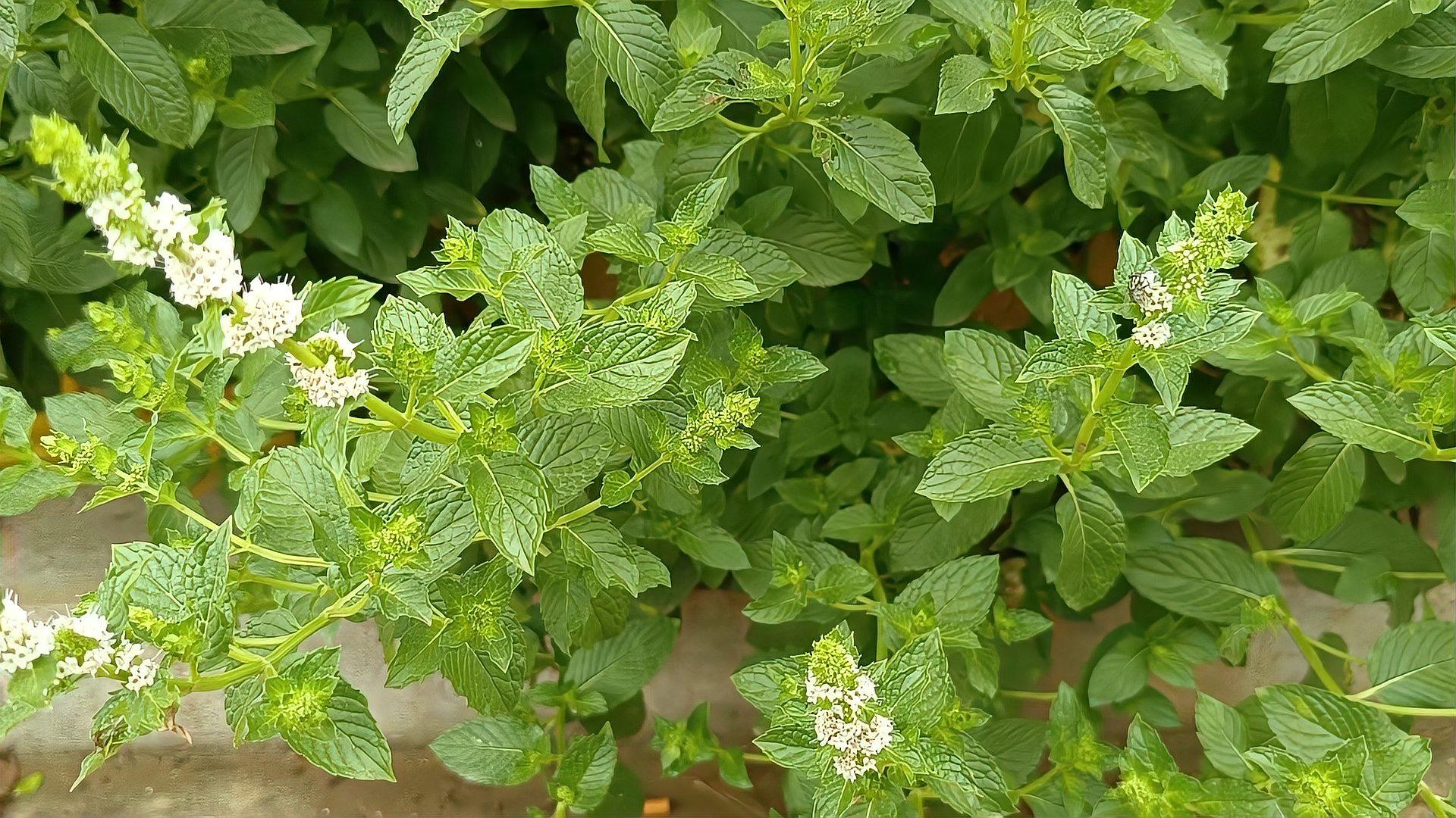 野薄荷到底有啥珍贵用途?懂的人当宝采摘回家,快来认识了解一下