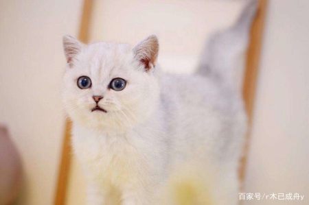 全价猫粮是什么意思？什么猫粮性价比高？-幼猫吃全猫粮好还是幼猫粮好