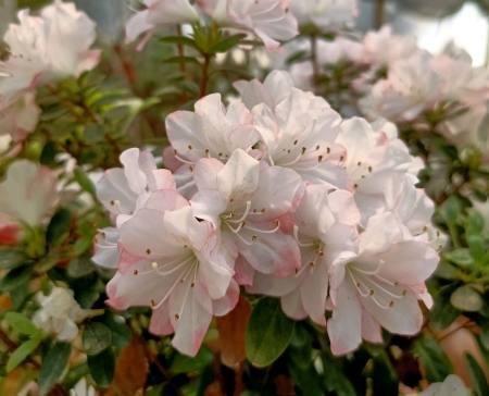 花市捡漏回来的杜鹃花盆栽怎么养活 摘花剪枝 泡水加上套袋子