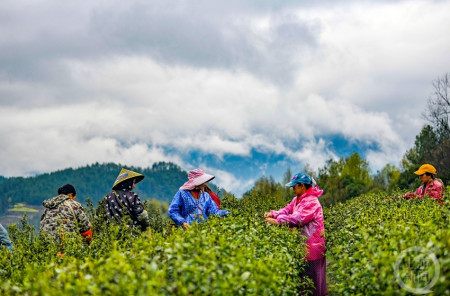 3月25日,重慶市酉陽土家族苗族自治縣宜居鄉萬畝貢茶進入採摘期,茶農