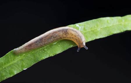 人们认识的蛞蝓是怎样的?它对人们是否有帮助?