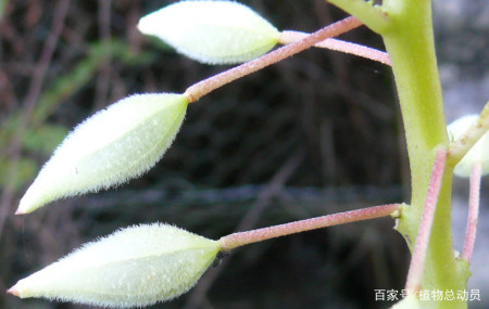 鳳仙花的果實是什麼顏色的