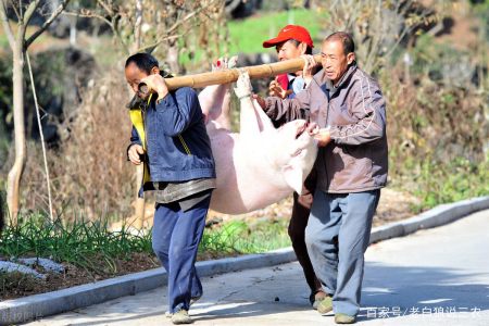 屠宰企业的"屠刀"已经挥起,东北猪价全面破7,1月9日猪价
