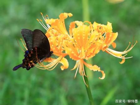 彼岸花开 摄影咋拍 25字口诀总结5个创作思路 赶快收藏起来