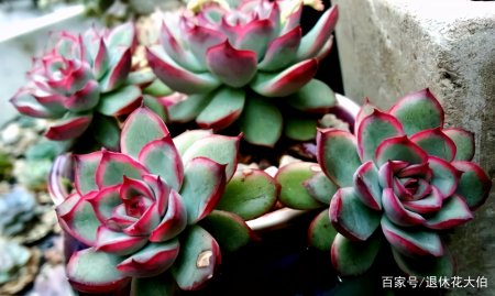 多注意这3方面 养多肉花月夜 特别容易养成老桩 多注意这3方面 养多肉花月夜 特别容易养成老桩