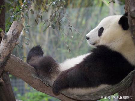 学会了吗（恶搞熊猫怀孕b超图）熊猫假怀孕骗吃骗喝视频 第13张