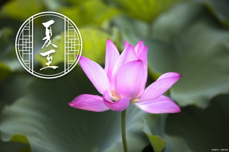 今年端午不一般，夏至和端午相逢，多年难得一遇，有啥说法和讲究（2020年端午节和夏至是一天吗）