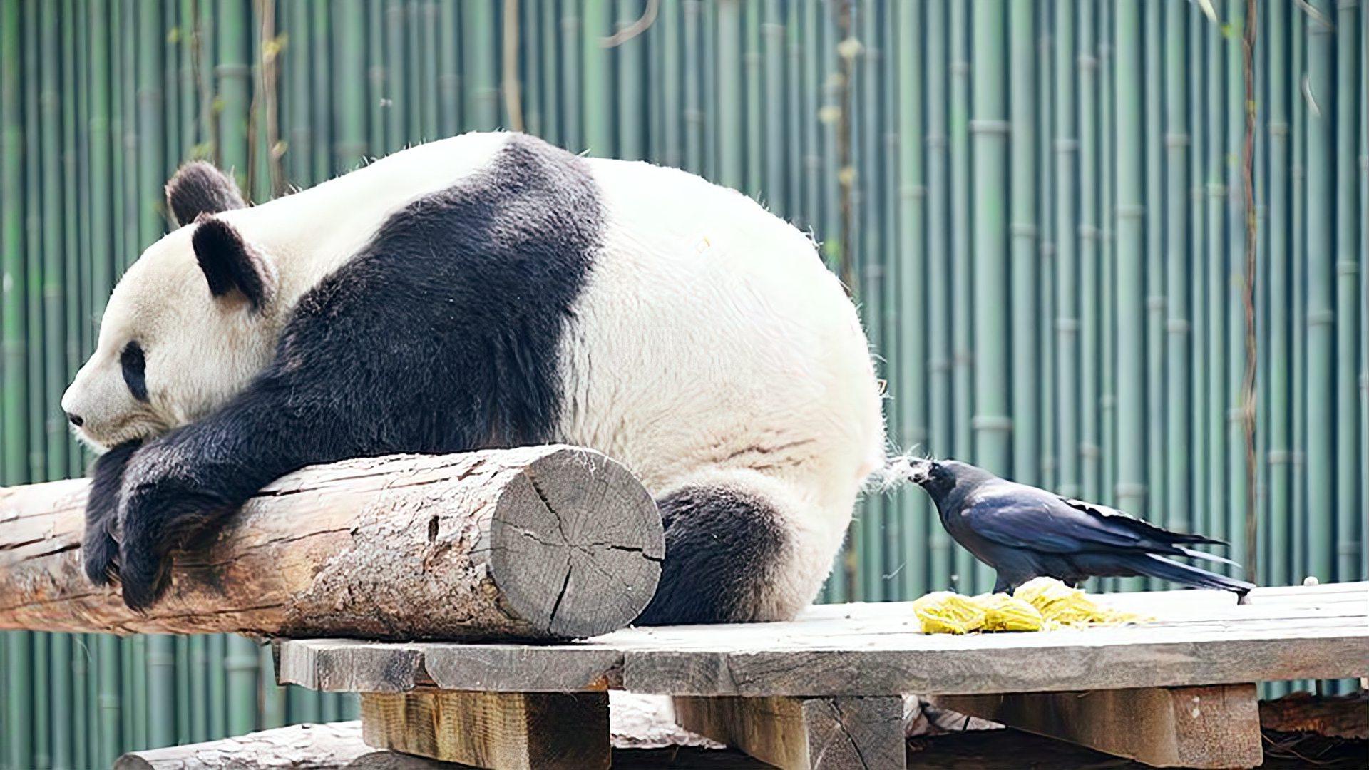 凶猫壁纸图片