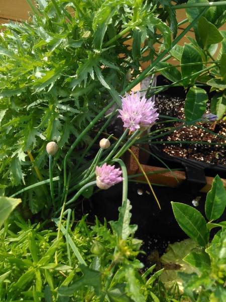 每日懂一种食物种植:1.细香葱或叫虾夷葱