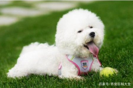 比熊犬这几个怪癖 不是因为贪玩 其实是缺 元素 了 比熊犬这几个怪癖 不是因为贪玩 其实是缺 元素 了