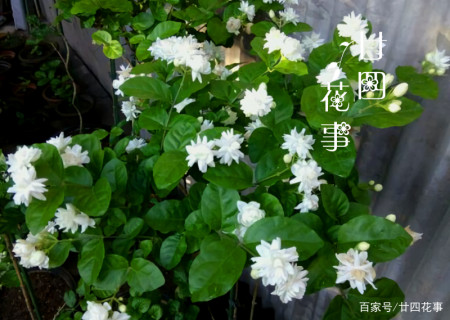 茉莉5月进入花期 养护到位 花如潮汛一波一波 一直开到11月