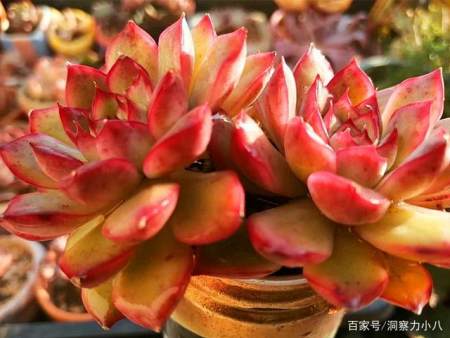 多肉长势差 这 三位置 剪一剪 夏不黑腐 株型紧凑又好看 多肉长势差 这 三位置 剪一剪 夏不黑腐 株型紧凑又好看
