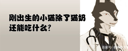 刚出生的小猫除了猫奶还能吃什么？