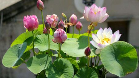 盆栽碗莲的种植方法，记住3步，花大叶美，花期更长(碗莲盆栽图片欣赏)