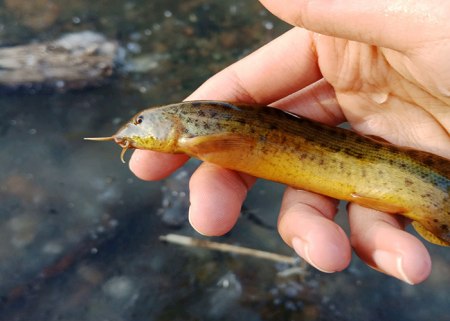 泥鳅钓鱼,为何人人喊打!资深老钓友:道出实情