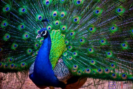 Sbike动植物百科：世界十大最美丽的鸟类，都是大