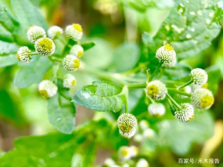 那麼小魚眼草有哪些藥用價值呢?