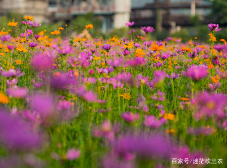 从8月3日开始 4属相吉星加身 事业进步 财源滚滚 生活顺利 从8月3日开始 4属相吉星加身 事业进步 财源滚滚 生活顺利