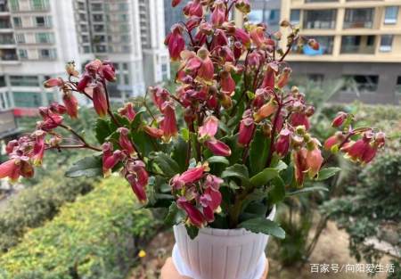 宫灯长寿比长寿花还好养 6个月花期 花开像灯笼 适合家里养