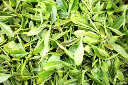 10,最后倒入少许麻油拌匀,撒入少许茶叶即可出锅 此菜虾仁洁白,茶叶