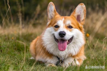 合肥禁養這些犬隻