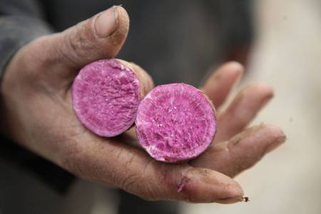 紫薯是转基因品种吗,能不能吃,请不要想得太多了,能吃!
