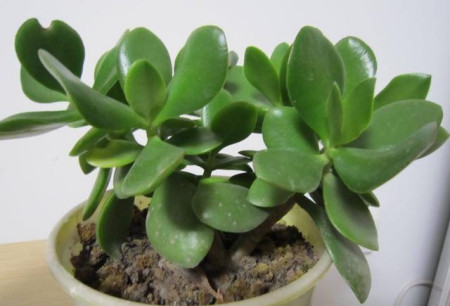 这种多肉植物有聚财的寓意 在家里养上几盆 观赏价值高