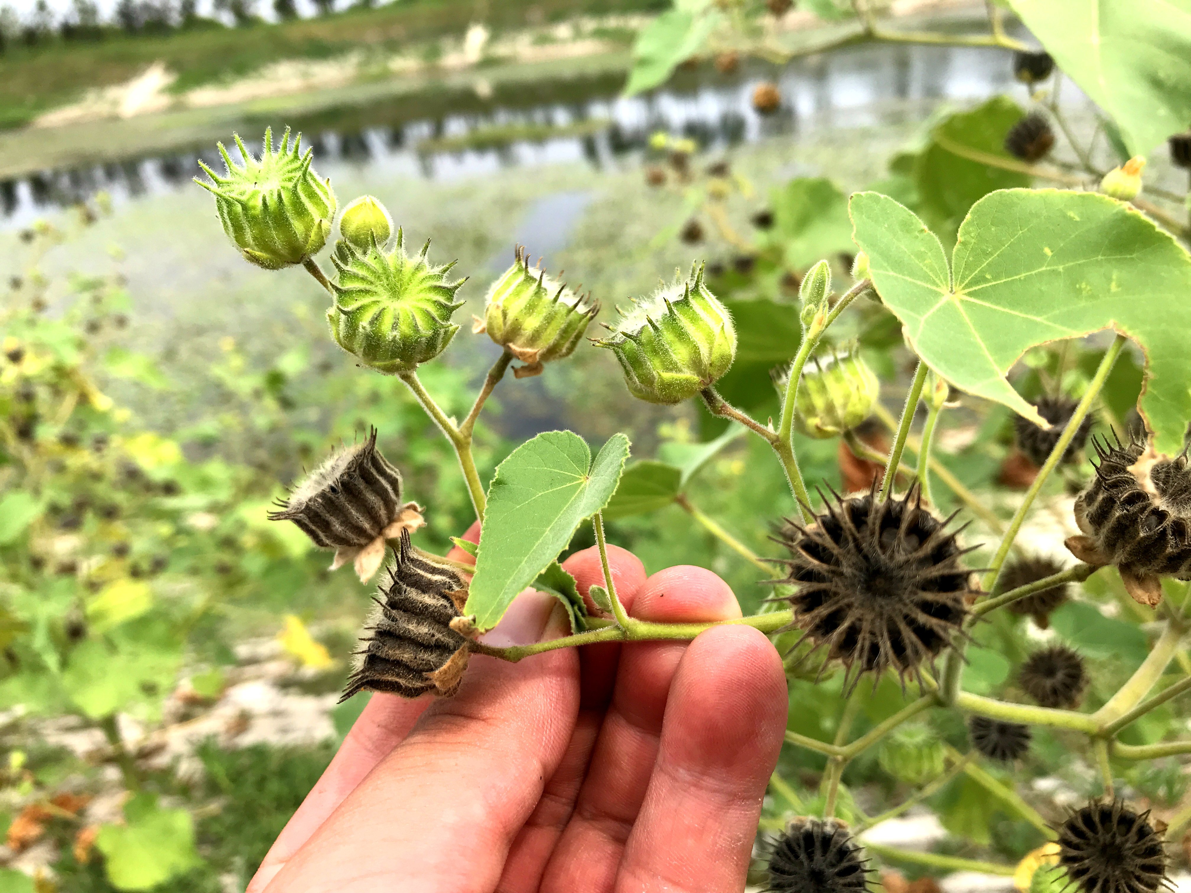 苘麻又叫磨盘草,车轮草,它全身都是宝,看看有啥用途?