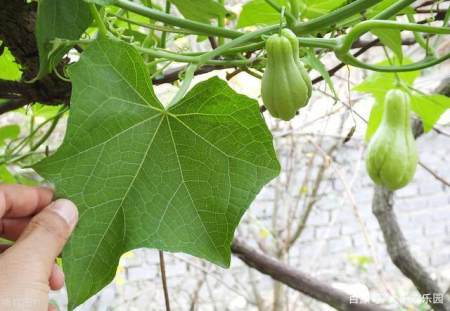 進入11月,天氣轉涼,降雨減少,佛手瓜進入開花結果期.