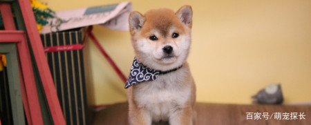一般情况 柴犬最大能长多少斤