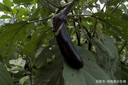 茄子追施什么肥料好 茄子用什么水溶肥产量高 茄子叶面喷什么好