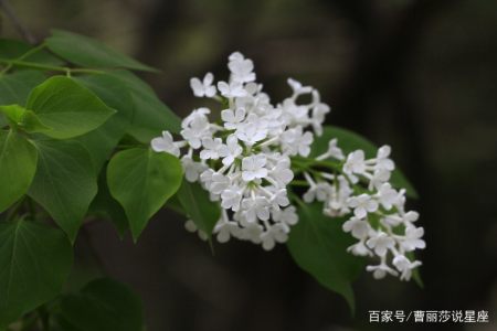 12月28日起 这几个生肖有福了 事业红火 喜事一波接一波 12月28日起 这几个生肖有福了 事业红火 喜事一波接一波
