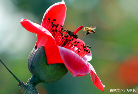 广州有哪些名花 广州市的市花是紫荆花吗