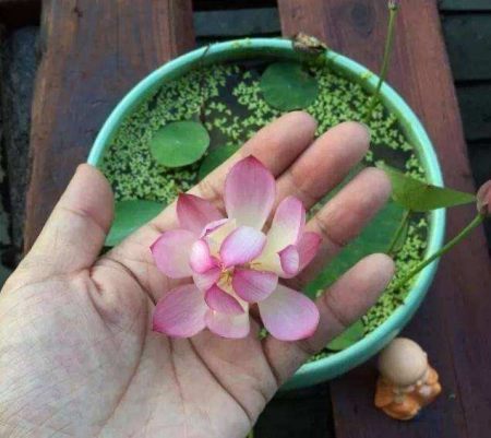 盆栽碗莲的种植方法，记住3步，花大叶美，花期更长(碗莲盆栽图片欣赏)