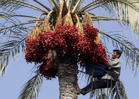 椰枣哪里的产地最好,椰枣中国哪里产的好