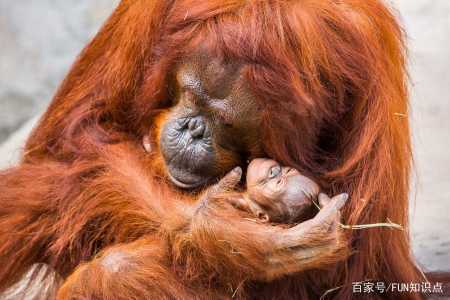 最年長的紅毛猩猩死於61歲,靈長類動物的壽命有多長?