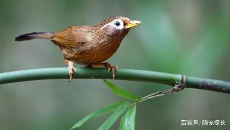 頂級畫眉鳥打鳥生頭怎麼選?這三個辦法可混合使用