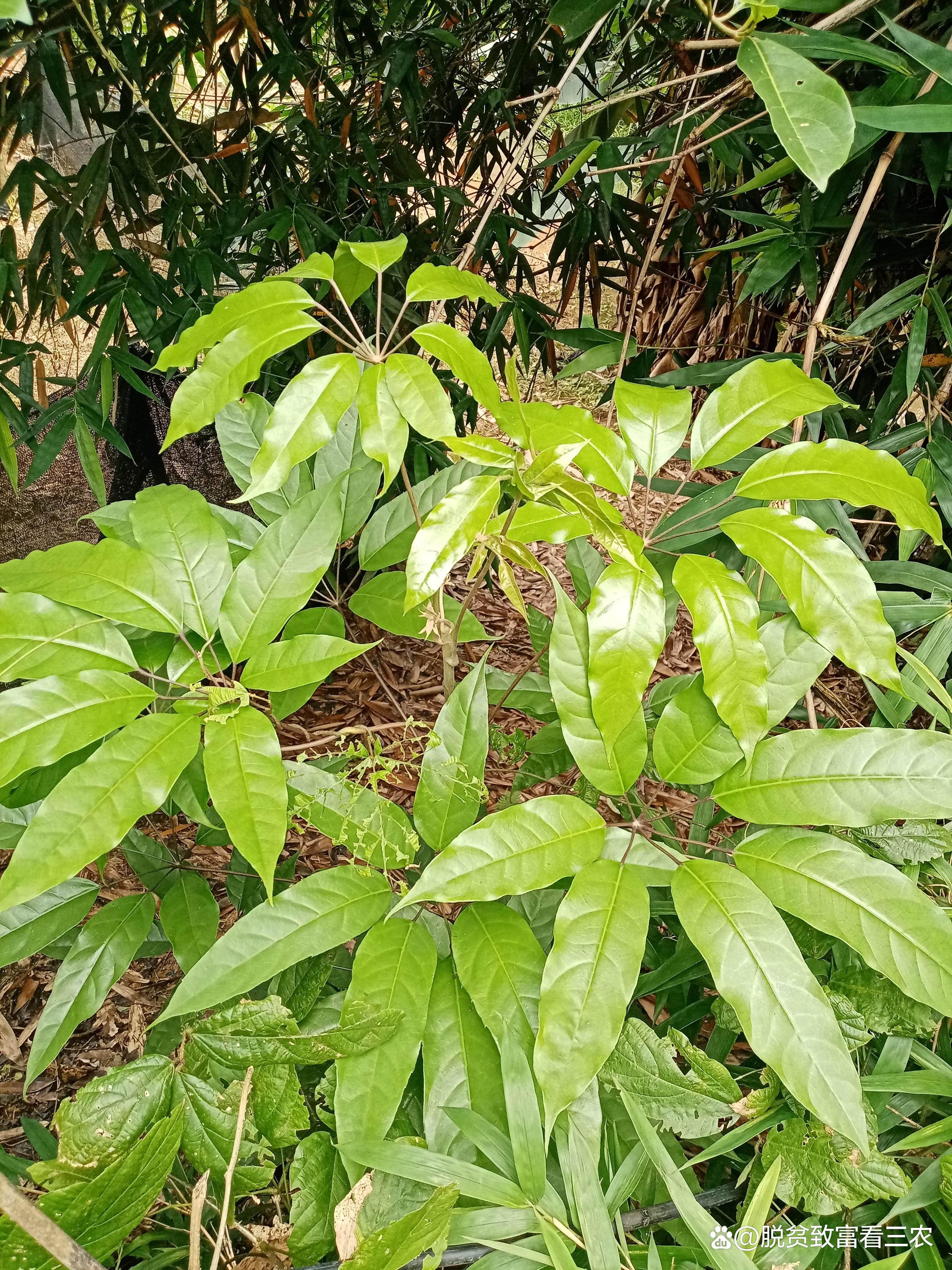 在農村,鴨腳木樹皮即是一味很好的良藥.