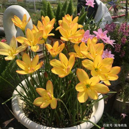 初春没花看 这8款绝美球根安排了吗