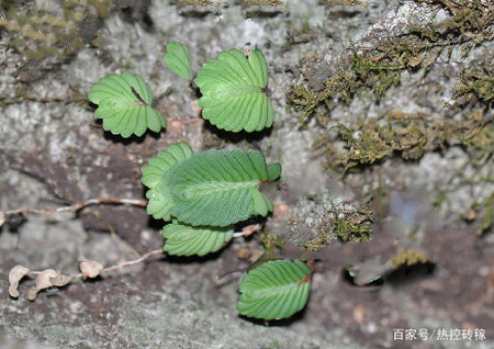 这种野生物 遇到重视 请不要用车房来衡量它价值 因为极为珍贵