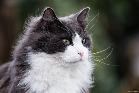 如何帮助猫咪 排出体内 毛球