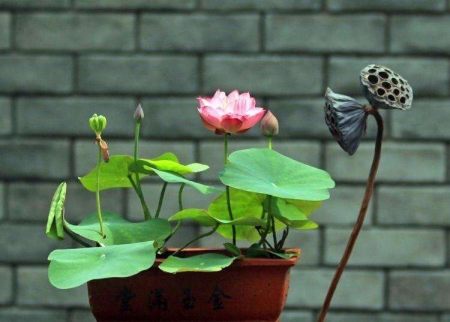 盆栽碗莲的种植方法，记住3步，花大叶美，花期更长(碗莲盆栽图片欣赏)