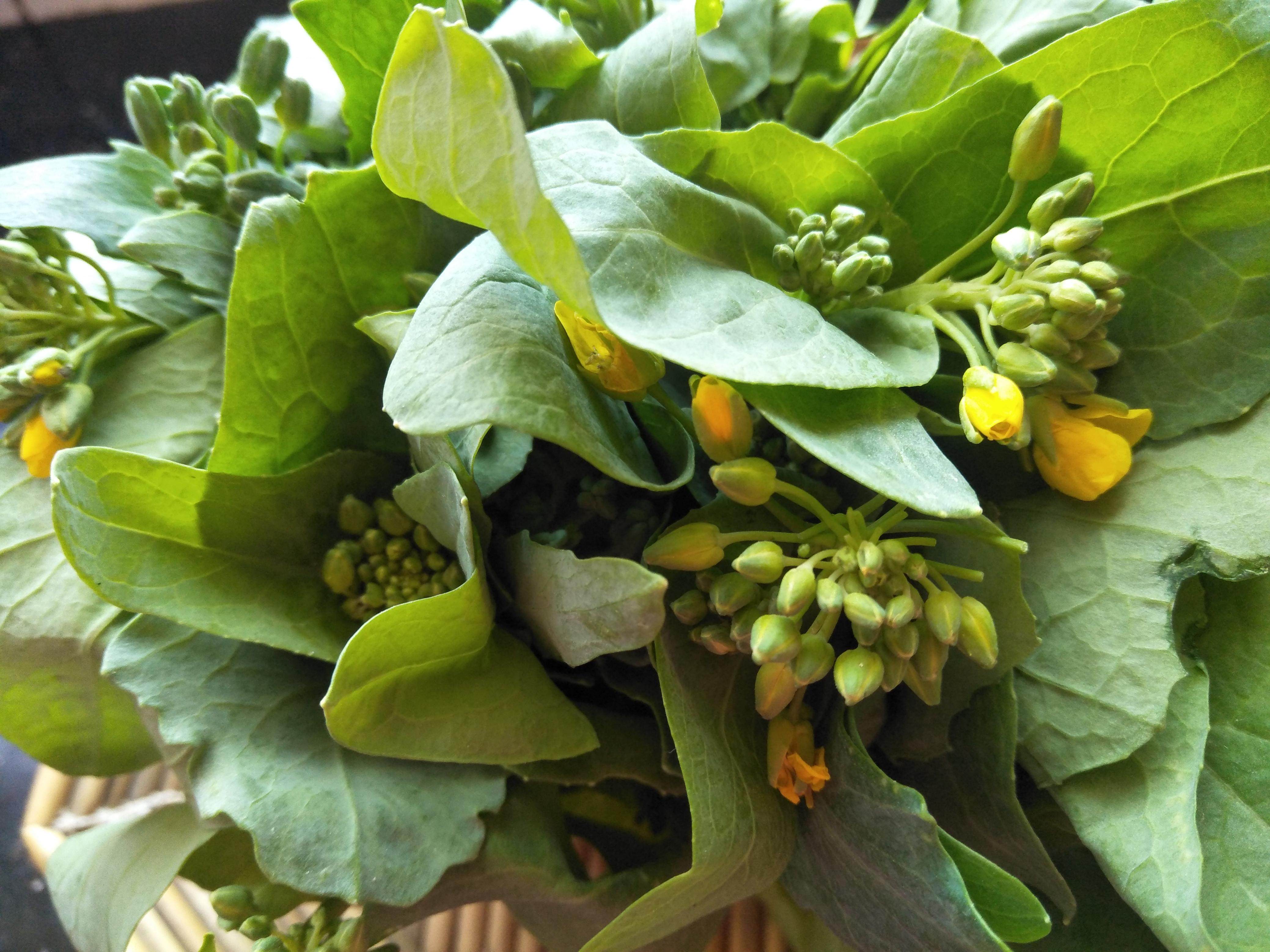 今天就买了两把油菜芽,嫩绿中开了几朵小黄花,别提多娇艳,于是心情