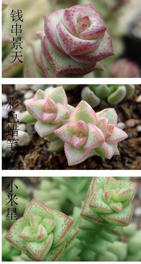 寓意吉祥又好养的 多肉 颜值高口碑好 关键好度夏 值得拥有