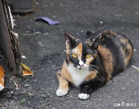 三花猫长大为什么都丑 可能是这几种原因