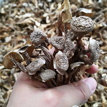 一种独特的野生菌,市面十分火爆,80元一斤,农民:不好种! 4 一种独特的野生菌,市面十分火爆,80元一斤,农民:不好种! 4