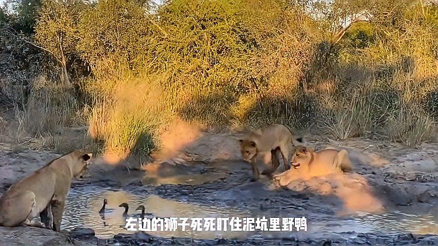 一群獅子抓三隻野鴨,先下手為強