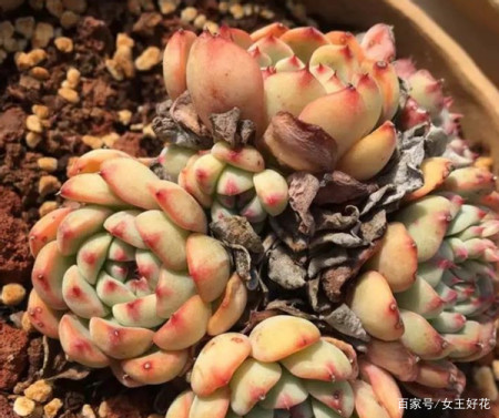 在给植物换盆土的前期准备工作中 可以利用哪些东西充当土壤 在给植物换盆土的前期准备工作中 可以利用哪些东西充当土壤