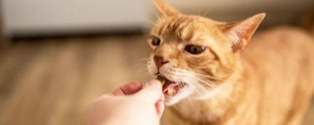 详细阅读:猫咪刚生产完给猫妈妈吃什么?猫咪产后注意事项 猫咪刚生产完给猫妈妈吃什么?猫咪产后注意事项